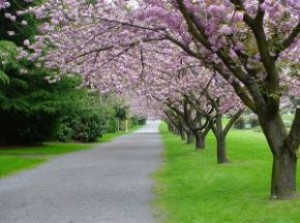 path_blossoms_blossom_244692_l